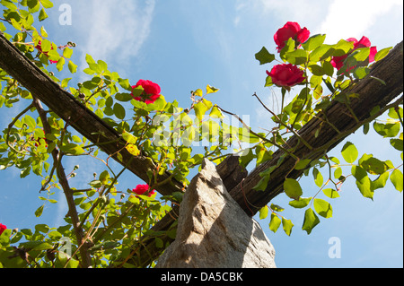 Schweiz, Europa, Ticino, Ascona, Pergola, Rosen, Laube, Stockfoto