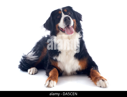 Porträt von einem reinrassigen Berner Sennenhund vor weißem Hintergrund Stockfoto