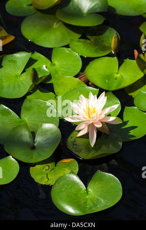 Seerose und Pads am Comer See Park Conservatory. Stockfoto