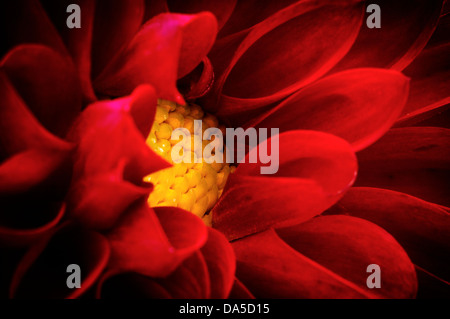 Makro-Ansicht einer roten und gelben Dahlie Blume. Stockfoto