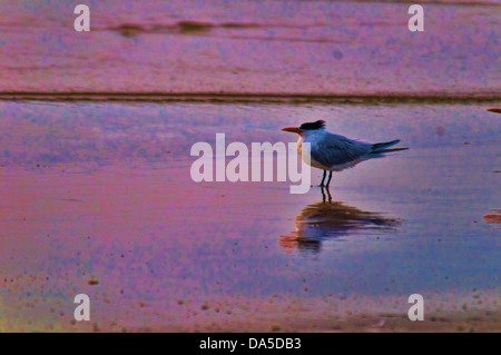 Königliche Tern, Sterna Maxima, Padre Insel, National Seashore, Texas, USA, USA, Amerika, Seeschwalbe, Vogel Stockfoto