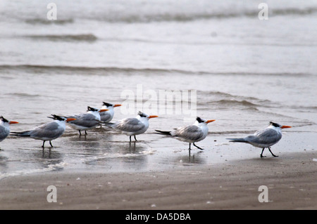 Königliche Tern, Sterna Maxima, Padre Insel, National Seashore, Texas, USA, USA, Amerika, Seeschwalbe, Vogel Stockfoto