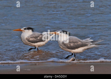 Königliche Tern, Sterna Maxima, Padre Insel, National Seashore, Texas, USA, USA, Amerika, Seeschwalbe, Vogel Stockfoto