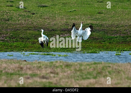 Schreikranich, Grus Americana, Goose Island, Staatspark, Texas, USA, USA, Amerika, Kran, Vogel Stockfoto