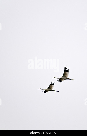 Schreikranich, Grus Americana, Texas, USA, USA, Amerika, fliegen, Vögel, Kran, Stockfoto
