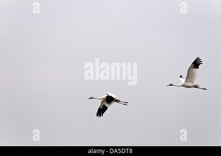 Schreikranich, Grus Americana, Texas, USA, USA, Amerika, fliegen, Vögel, Kran, Stockfoto