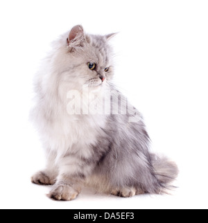 Perserkatze vor einem weißen Hintergrund Stockfoto