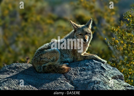 Coyote, Canis Latrans, Arizona, USA, USA, Amerika, Tier, Stockfoto