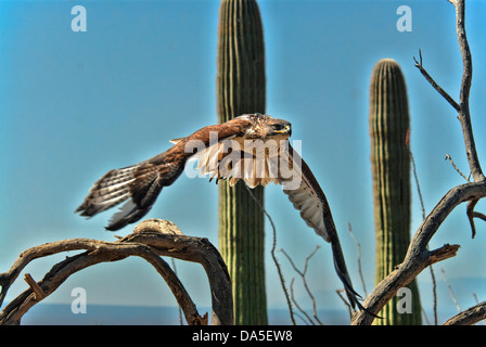 eisenhaltiger Falke, Buteo Regalis, Arizona, USA, USA, Amerika, Hawk, Vogel, Stockfoto