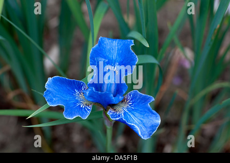 Iris Sibirica "Silver Edge" Stockfoto