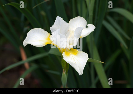 Iris Sibirica 'Träumen gelb' Stockfoto