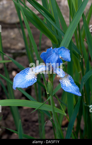 Iris Sibirica 'Perry's Blue' Stockfoto