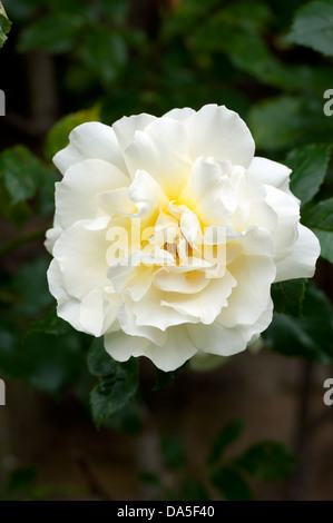 Rose "Leverkusen" (Bergsteiger) Stockfoto