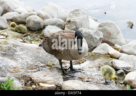 Kanada-Gans mit einem Gosling am Ufer eines Sees im Frühjahr in Winnipeg, Manitoba, Kanada Stockfoto