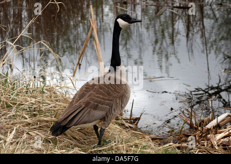 Kanada-Gans stehend am Ufer eines Sees im Frühjahr in Winnipeg, Manitoba, Kanada Stockfoto