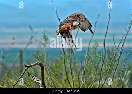 eisenhaltiger Falke, Buteo Regalis, Arizona, USA, USA, Amerika, Hawk, Vogel, Stockfoto