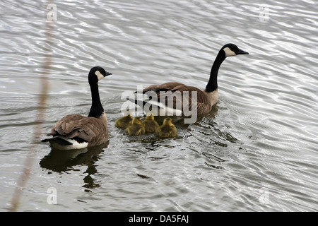 Ein paar Kanadagänse mit Gänsel schwimmen auf dem See im Frühjahr in Winnipeg, Manitoba, Stockfoto