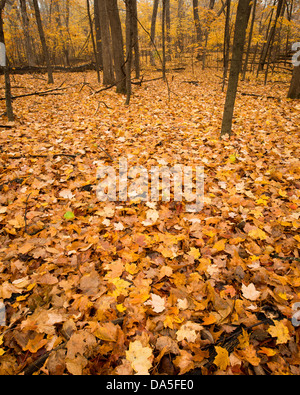 Ein Teppich aus Laub bedeckt den Waldboden in Spring Lake Regional Park. Stockfoto