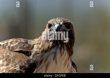 eisenhaltiger Falke, Buteo Regalis, Arizona, USA, USA, Amerika, Hawk, Vogel, Stockfoto