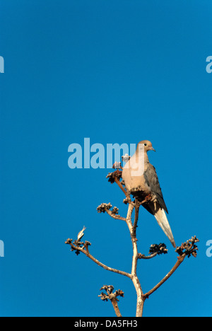 Trauer Taube, Taube Zenaida Macroura, Arizona, USA, USA, Amerika, Vogel Stockfoto