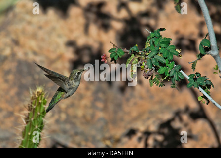 Kolibri des Costas, Calypte besteht, Arizona, USA, USA, Amerika, Kolibri, Vogel, Stockfoto