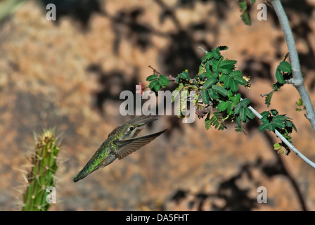 Kolibri des Costas, Calypte besteht, Arizona, USA, USA, Amerika, Kolibri, Vogel, Stockfoto