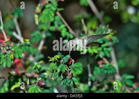 Kolibri des Costas, Calypte besteht, Arizona, USA, USA, Amerika, Kolibri, Vogel, Stockfoto