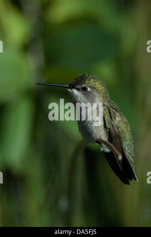 Kolibri des Costas, Calypte besteht, Arizona, USA, USA, Amerika, Kolibri, Vogel, Stockfoto