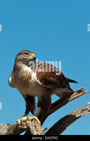 eisenhaltiger Falke, Buteo Regalis, Arizona, USA, USA, Amerika, Hawk, Vogel, Stockfoto