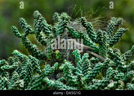 Kurve, fakturierte Thrasher Taxostoma Curvirostre, Arizona, Thrasher, Vogel, USA, USA, Amerika Stockfoto