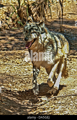 Mexikanischer Wolf, Canis Lupus Baileyi, Wolf, Tier, USA, USA, Amerika Stockfoto