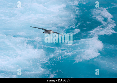 Albatros gleiten über den Südatlantik Stockfoto