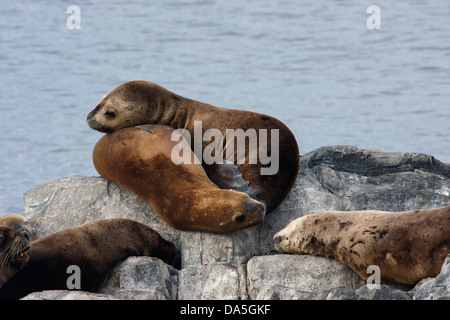 Dichtungen auf einer kleinen Insel im Beagle-Kanal Stockfoto