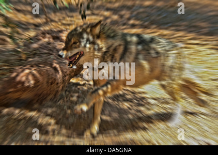 Mexikanischer Wolf, Canis Lupus Baileyi, Wolf, Tier, USA, USA, Amerika Stockfoto