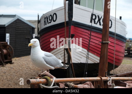 Möwe und Fischerboot Hastings Stockfoto