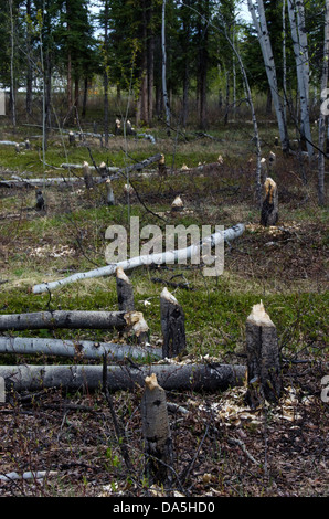 Aspen, Baum, Stümpfe, geschnitten, unten, Biber, Yukon, Kanada Stockfoto