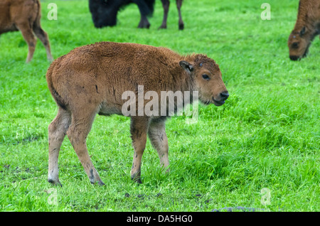 Holz-Büffel, Babys, Bison Bison Athabascae, Alaska, Tierwelt, Naturschutz-Zentrum, Buffalo, Tier, USA, Vereinigte Staaten, Ameri Stockfoto