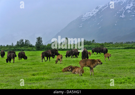 Holz-Büffel Babys, Bison Bison Athabascae, Alaska, Tierwelt, Naturschutz-Zentrum, Buffalo, Tier, USA, USA, Amerika Stockfoto