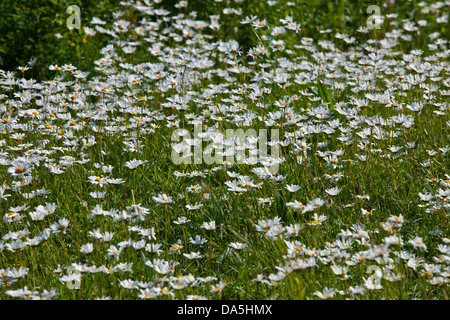 Kamillenblüten, Arundel, West Sussex, England Stockfoto