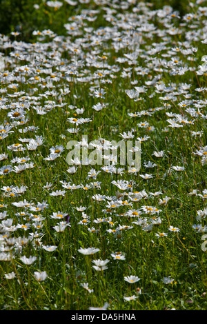 Kamillenblüten, Arundel, West Sussex, England Stockfoto