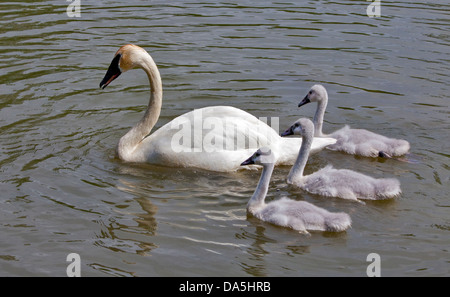 Trompeter Schwan (Cygnus Buccinator) und Cygnets, WWT Arundel, West Sussex, England Stockfoto