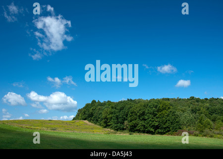 TREES ON HILL WITH GREEN GRASS JEFFERSON COUNTY PENNSYLVANIA USA Stockfoto