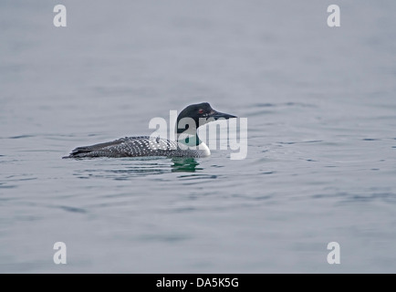 Great Northern (Gavia Immer) in fast voller Sommer Gefieder Stockfoto