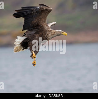 White Tailed Seeadler, Haliaeetus Horste, auf der Suche nach Beute/Fisch auf dem Wasser des Loch Na Keal, auf der Isle of Mull im Mai Stockfoto