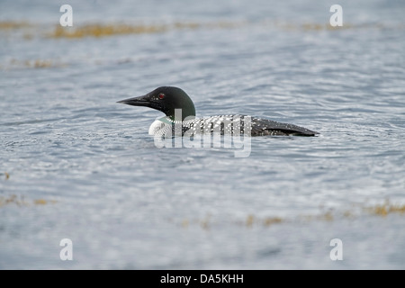 Große Northern Diver (Gavia Immer) im vollen Gefieder auf Loch schwimmen Stockfoto