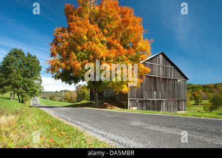 HERBST LAUB COUNTRY ROAD INDIANA COUNTY PENNSYLVANIA USA Stockfoto