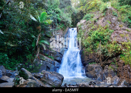 Wasserfall im tropischen Regenwald in San Juan, Puerto Rico. Stockfoto