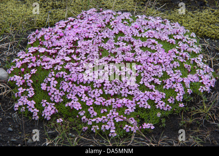 Campion Moos (Silene Acaulis) Blumen am Jökulsárlón (buchstäblich "Gletscherfluss Lagune") Southern Island, Europa, Juni Stockfoto