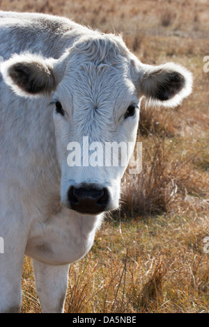 Weiße Kuh auf der Weide, Nahaufnahme mit Hintergrundbeleuchtung Stockfoto