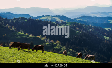 Berglandschaft, Emmental, Hügel Landschaft, Kanton Bern, Bern, Kuh, Kühe, Landschaft, Landwirtschaft, Langnau, Lüderenalp, Milchkuh, d Stockfoto